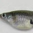 thumbnail for publication: Eastern Mosquitofish, Gambusia holbrooki, for Control of Mosquito Larvae